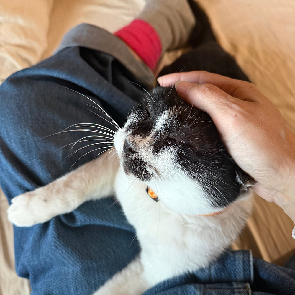 お正月の工房猫の様子