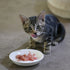 工房猫みうくんが来たわけ