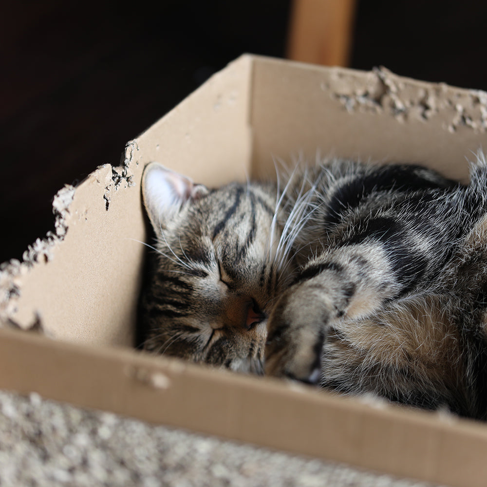 日曜日の工房猫