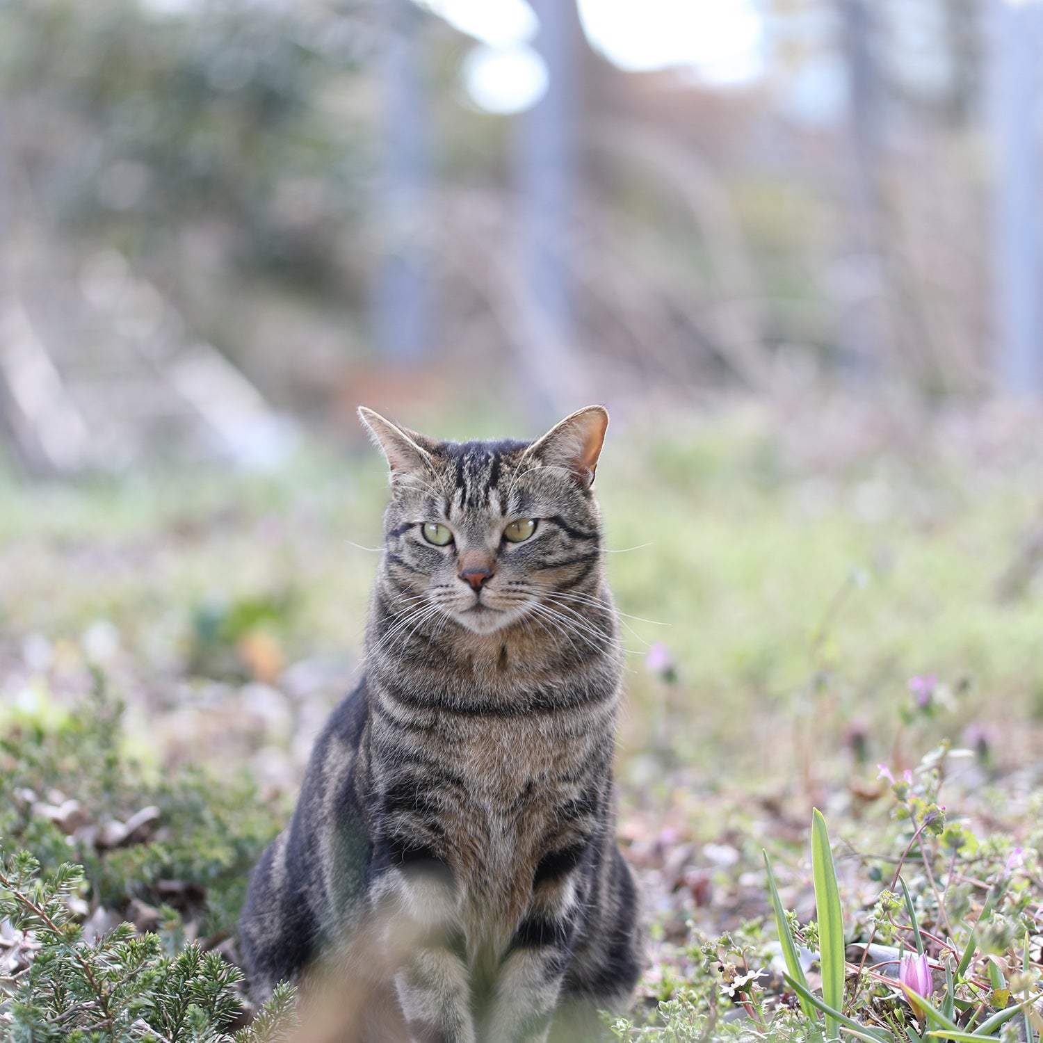 工房猫はそろそろ2歳