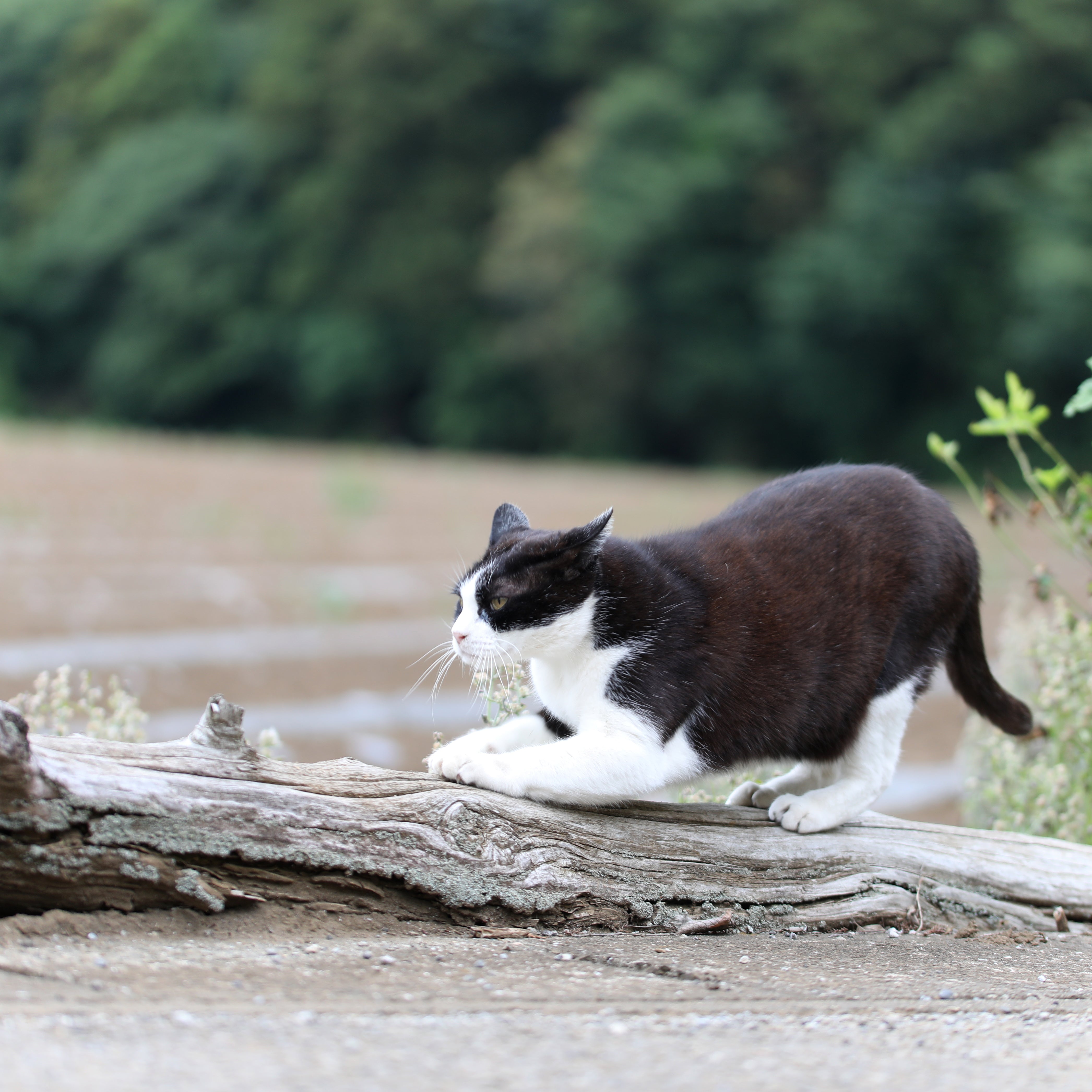 工房猫　魅惑のボディが工房スタッフに大人気