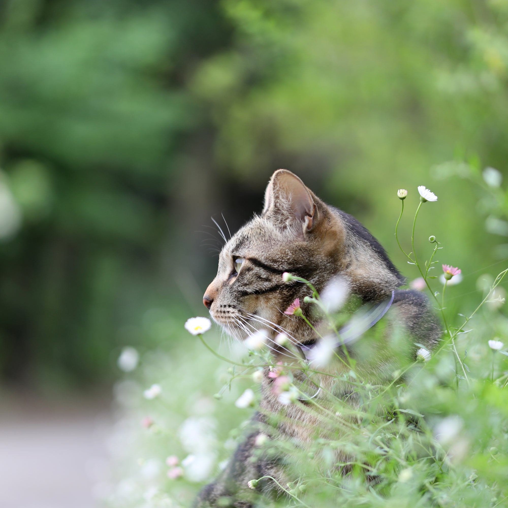 工房猫抱っこ拒否の巻