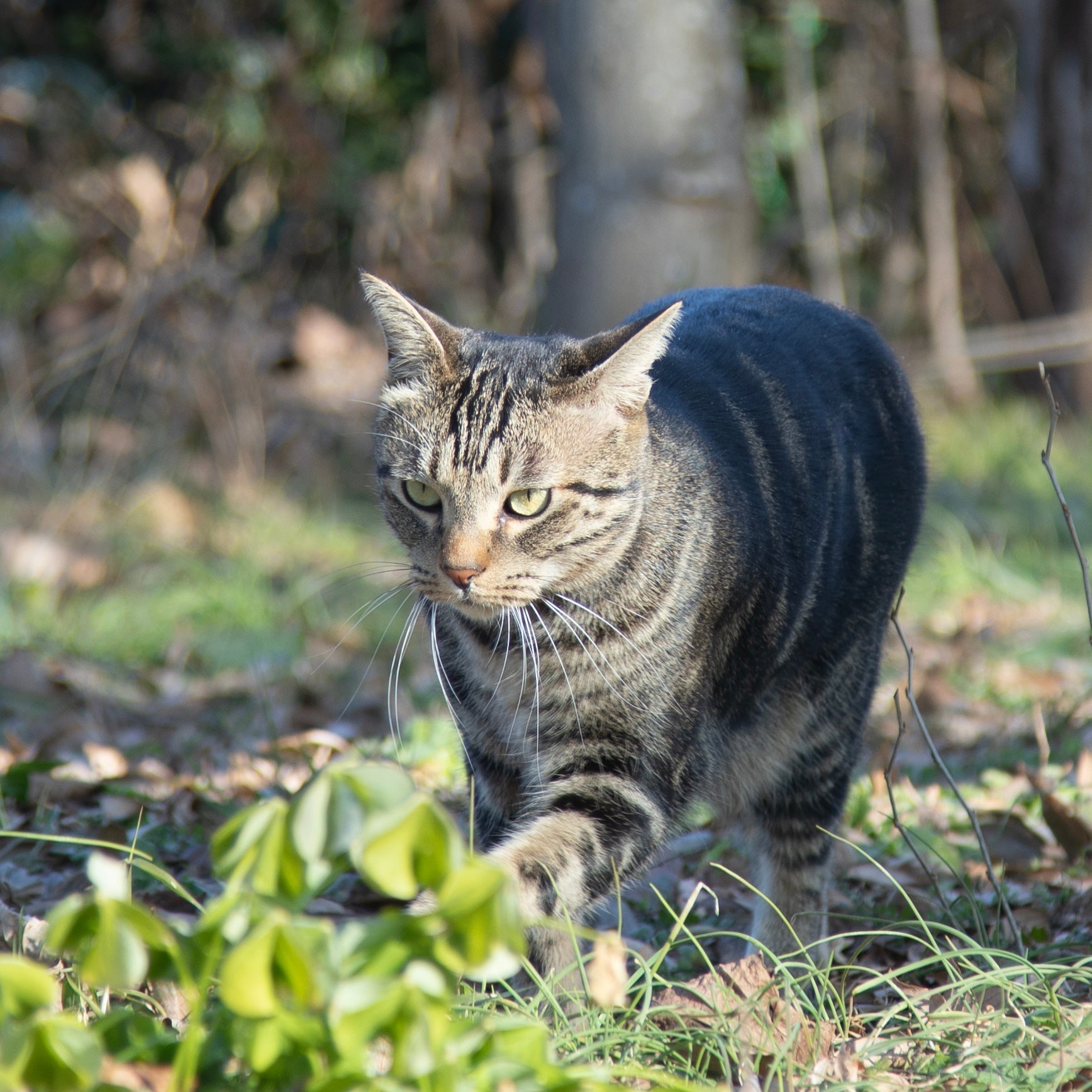 工房猫　不細工な方が