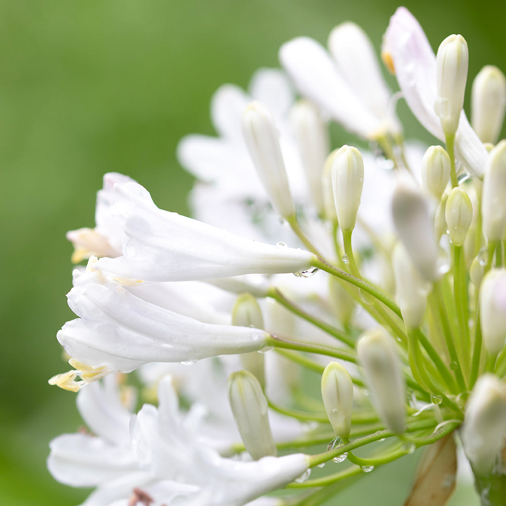 価格改定のお知らせ