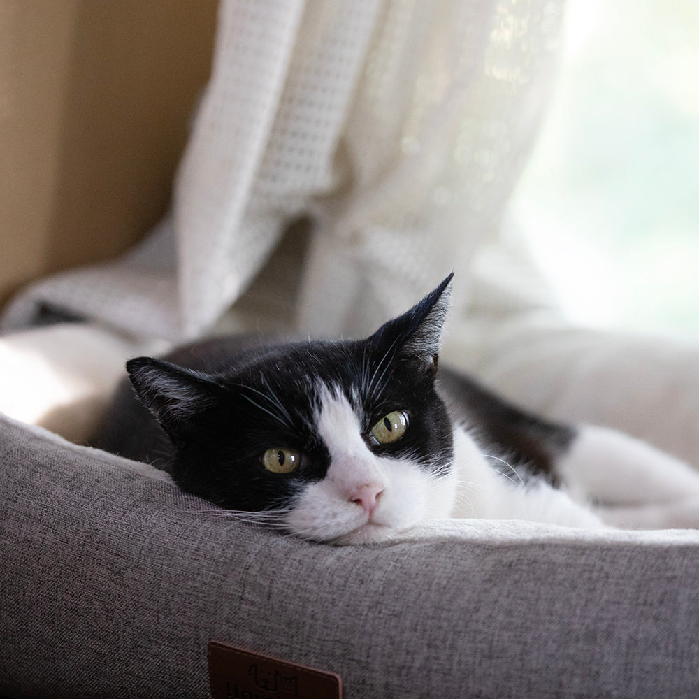 工房猫のくうさん、慢性の胃炎です