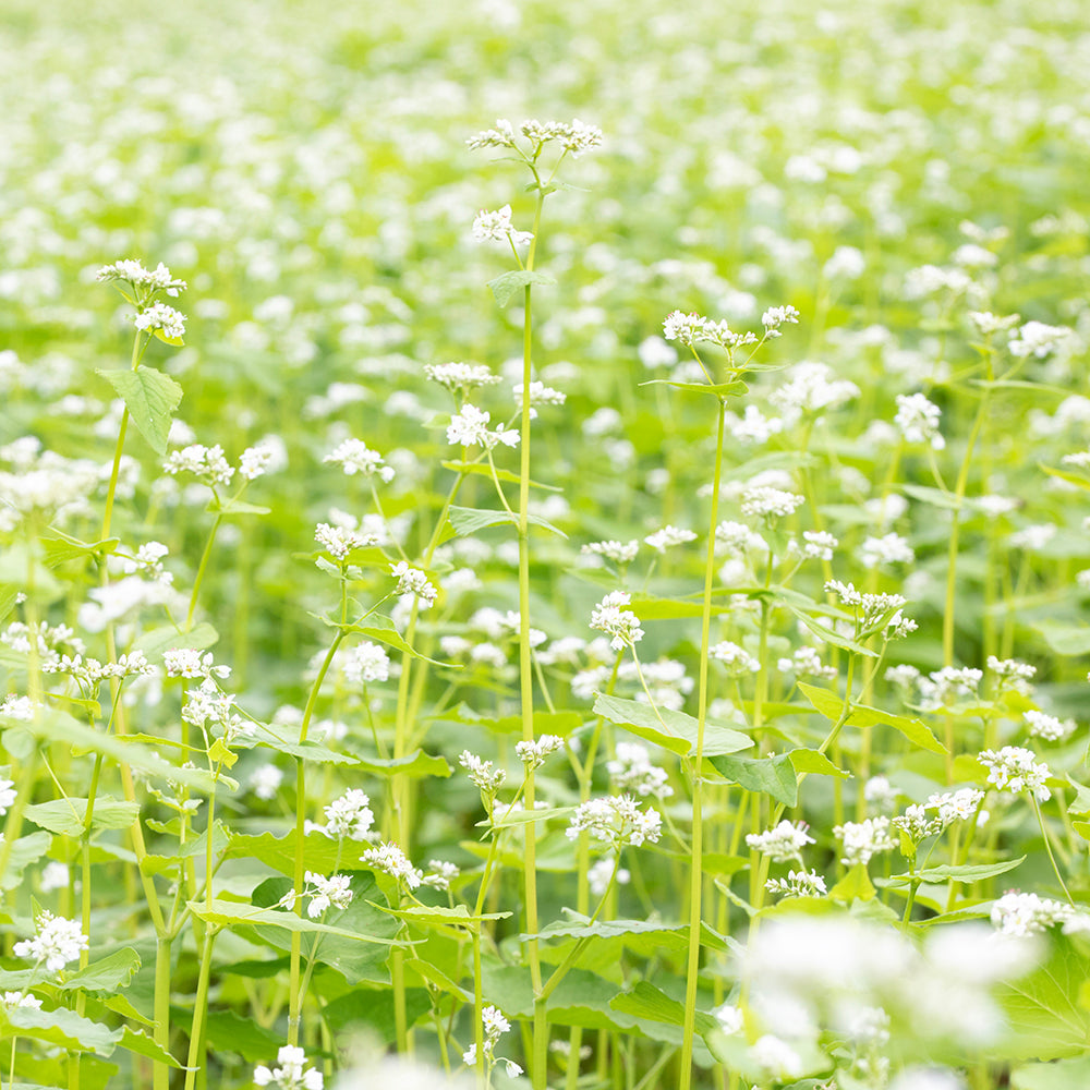 ふふ工房が修理無料のわけ