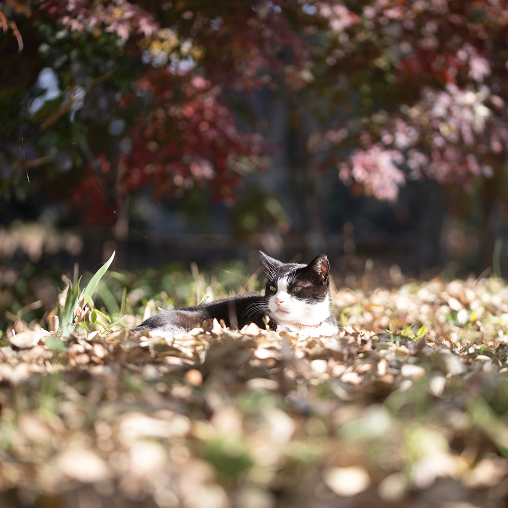 日曜日は猫を先生に、ひなたぼっこをしました