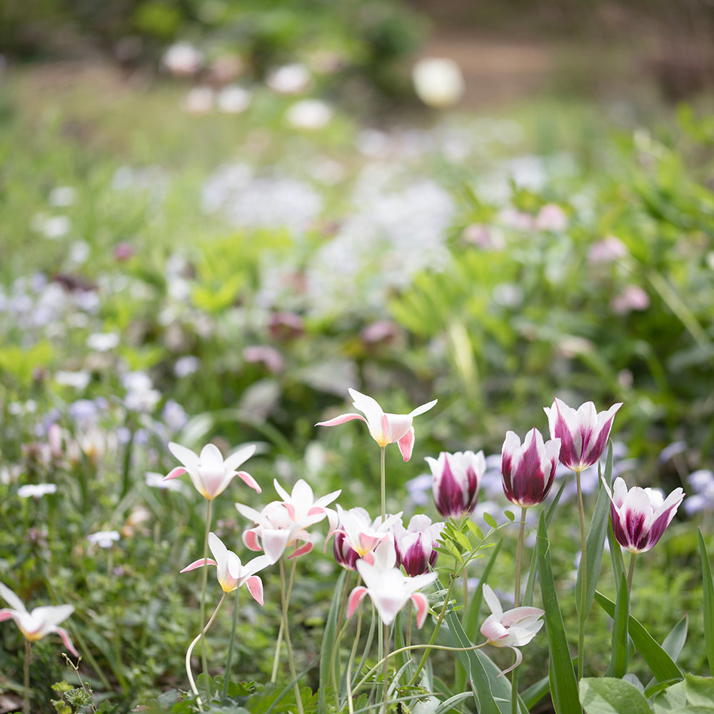 工房の庭も春満開で天国になりました