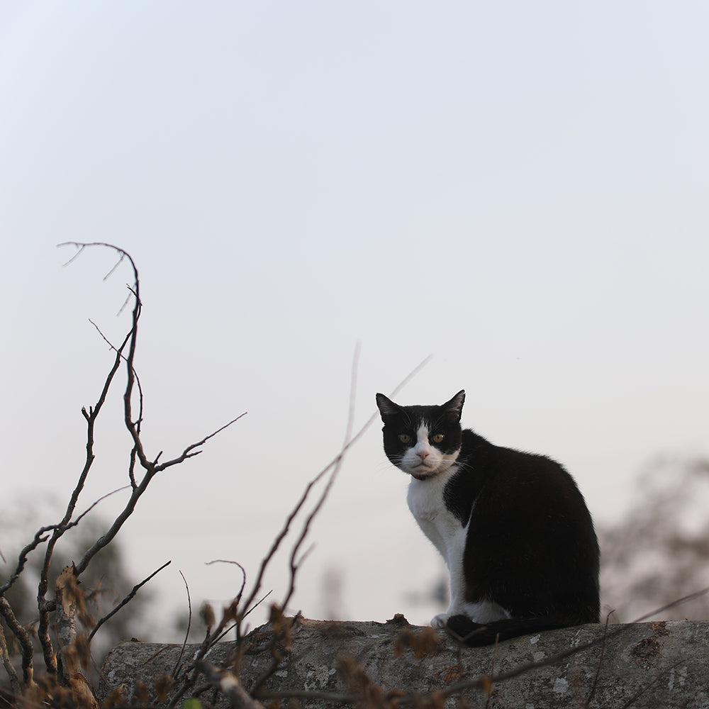 自然の中の猫が好きです