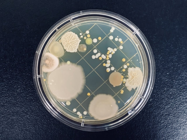 ペットのお骨にカビが生えた！？