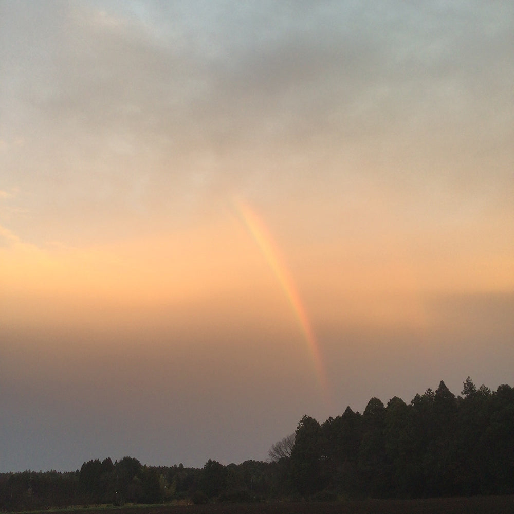 日曜の夕方の虹
