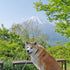 秋田犬のフタさんの肉厚な耳