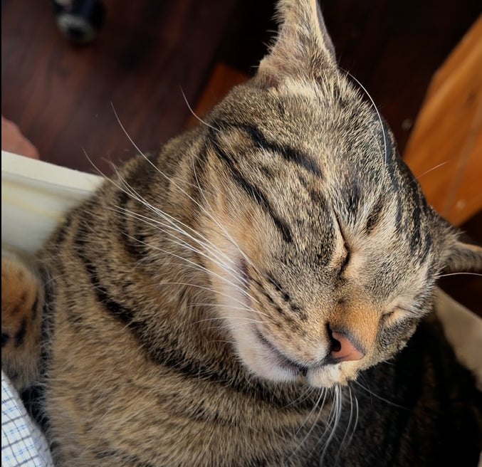 工房猫のみうくん　ねむねむです