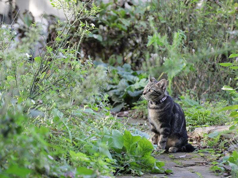 緑の中　遠くを見つめる猫